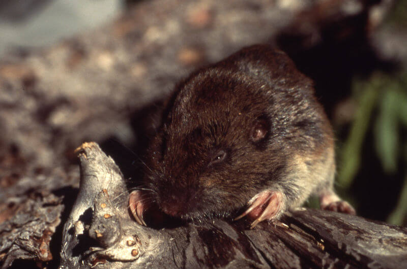 800pxPocket_gopher Kastle Kare Pest Control Services