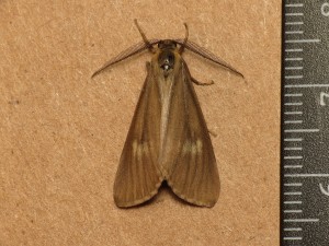 California Oak Moth - photo by Donald Hobern