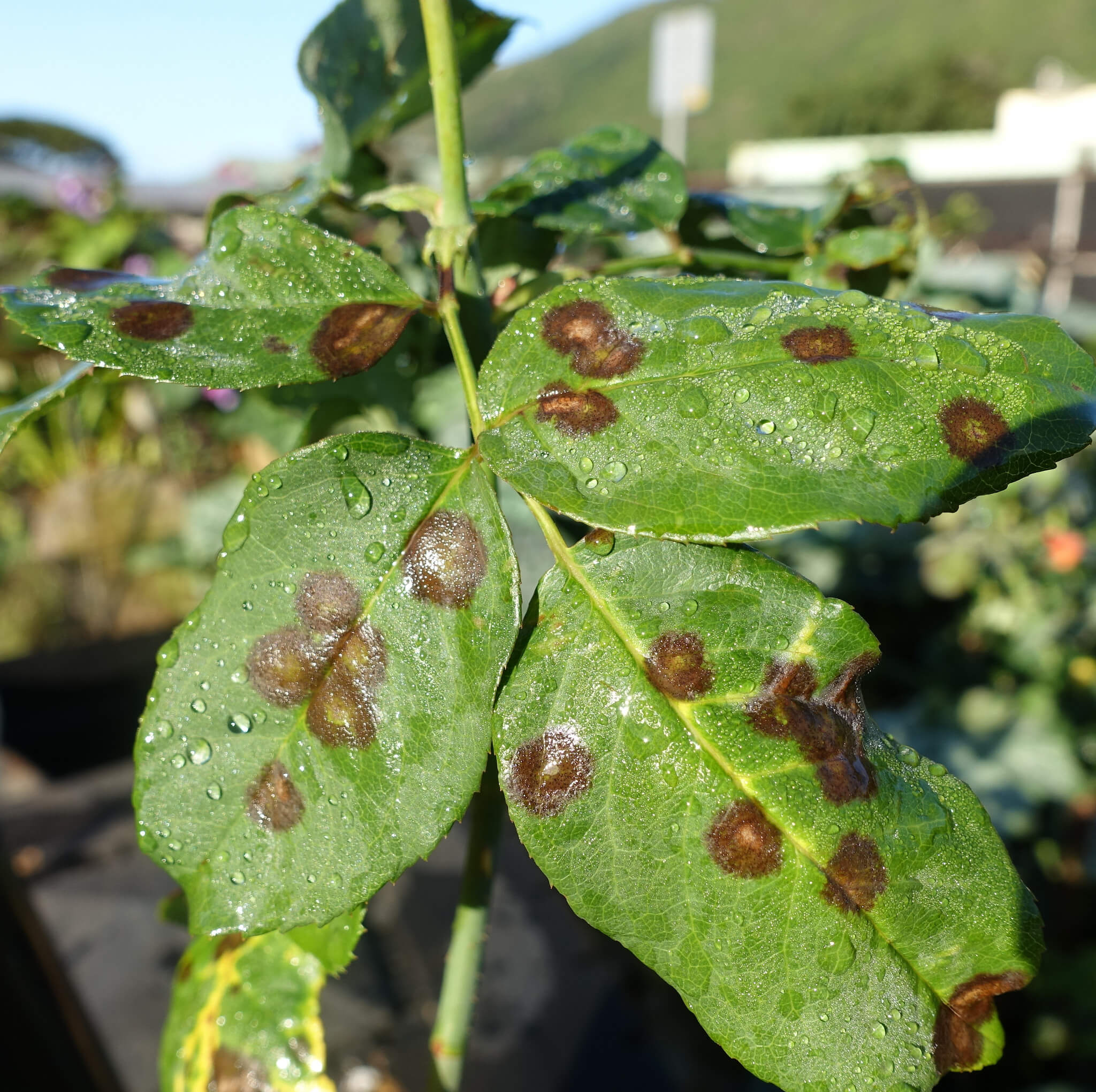 Fungi Are The Most Common Type Of Plant Disease