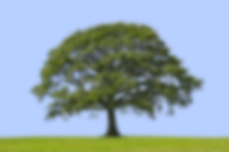 Oak Tree Blurred Background | Kastle Kare Pest Control Services