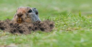 Get Rid of Gophers, Gopher Control