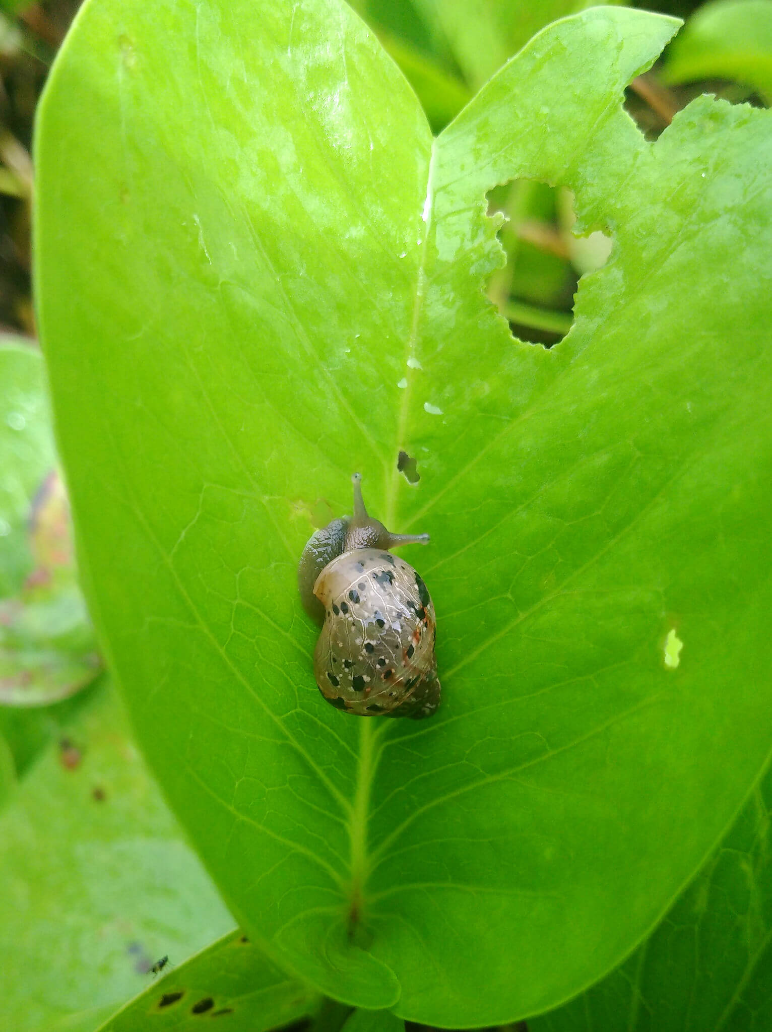 Snails Slugs Wreak Havoc By Chewing Leaves And Flowers snails-slugs-wreak-havoc-by-chewing-leaves-and-flowers