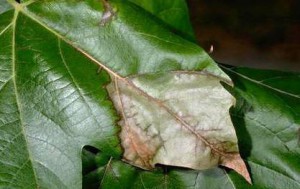 anthracnose-leaf