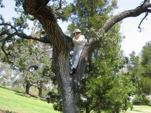 Bee & Wasp Catcher, Pest Control, Camarillo, CA