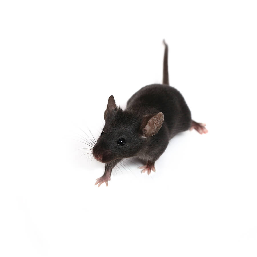 Mice Control