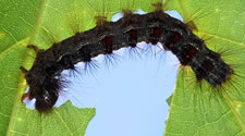 Signs of caterpillars include chewed or notched leaves