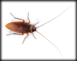 cockroach, pest, pest control, exterminator, camarillo