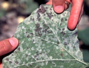 Ventura County Leaf with Downey Mildew, a Plant Disease
