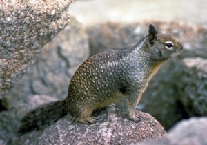ground-squirrel