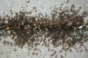 Ants, pest control service, Camarillo, CA - Get Bug Blasted