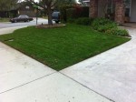 after lawn treatment