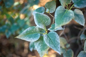 Ventura County Leaf with Mildew, a Plant Disease we can help