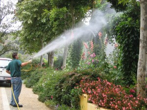 Plant Disease Spraying, insect, disease control, Ventura County, CA