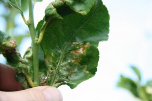 Insect Damage on a Lemon Tree Leaf