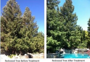 Redwood Tree 