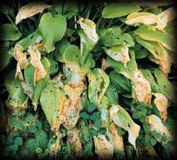 leaf snail damage, pest, insects, plant disease, weeds, trees, shrubs