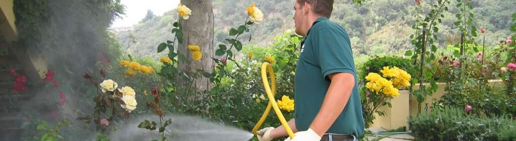 spraying roses to control powdery mildew disease
