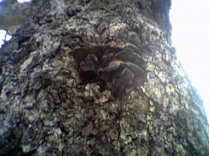 tree-fungus