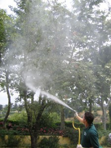 tree-spray-prtrt-250