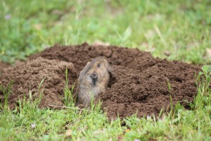 Gopher Pushing Dirt 