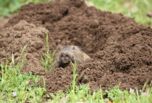 Gopher Showing Teeth