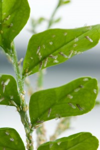 Asian Citrus Psyllid