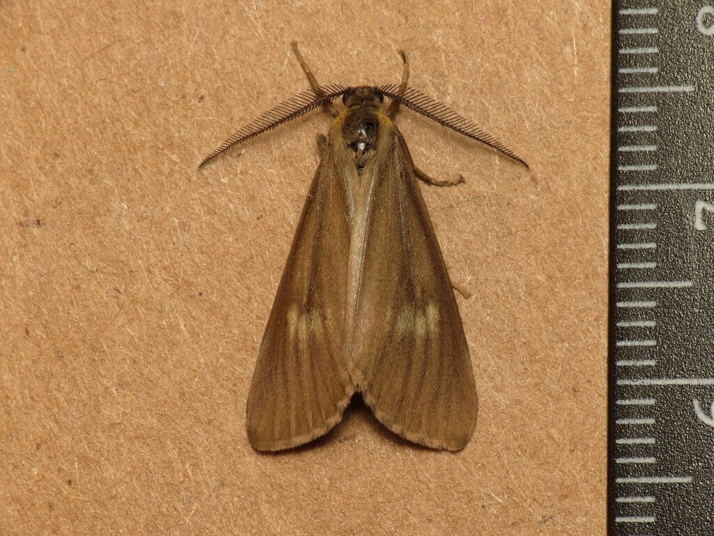 California Oak Moth - photo by Donald Hobern https://flic.kr/p/eQr2xt