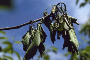 Fire Blight Disease - photo by Oregon State University https://flic.kr/p/mWq4At