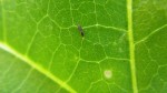 signs of thrips are scarred leaves