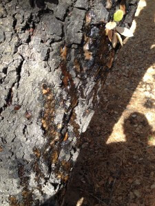 Bark Beetle Damage