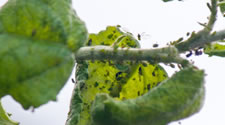The signs of aphids include sooty mold, ants, or leaves that have become twisted or distorted