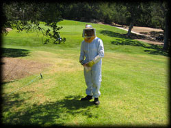 bee keeper clothing, insects, pest control, trees, pest, camarillo
