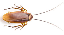 cockroach