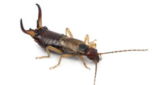 earwig