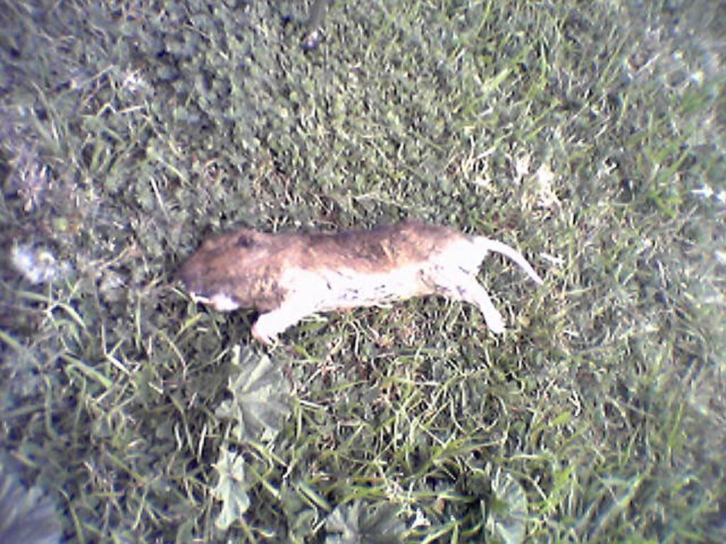 gopher dead Kastle Kare Pest Control Services