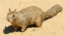California ground squirrel