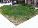 before lawn treatment