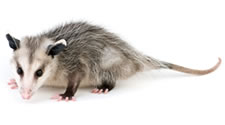 opossum