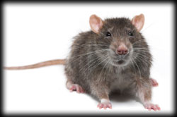 rat, pest control, pest, rodent, exterminator, santa barbara