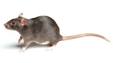 rat