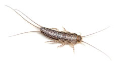 silverfish