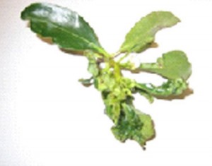 Leaf Curl on Myopurum tree shrub plant, disease, pest control