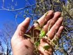 bugs that eat plants