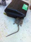 rat traps