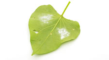 Signs of whiteflies include the top sides of leaves becoming pale or spotted
